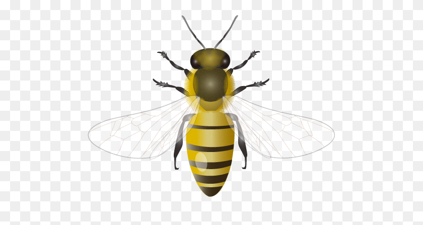 492x387 Honey Bee - Bee PNG