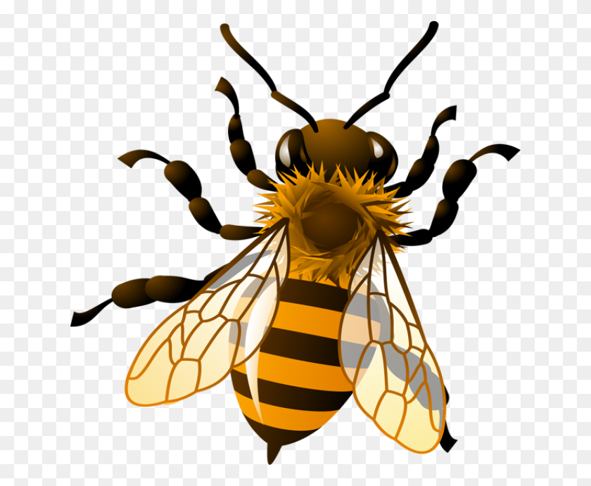 640x631 Медоносная Пчела - Напряженный Клипарт