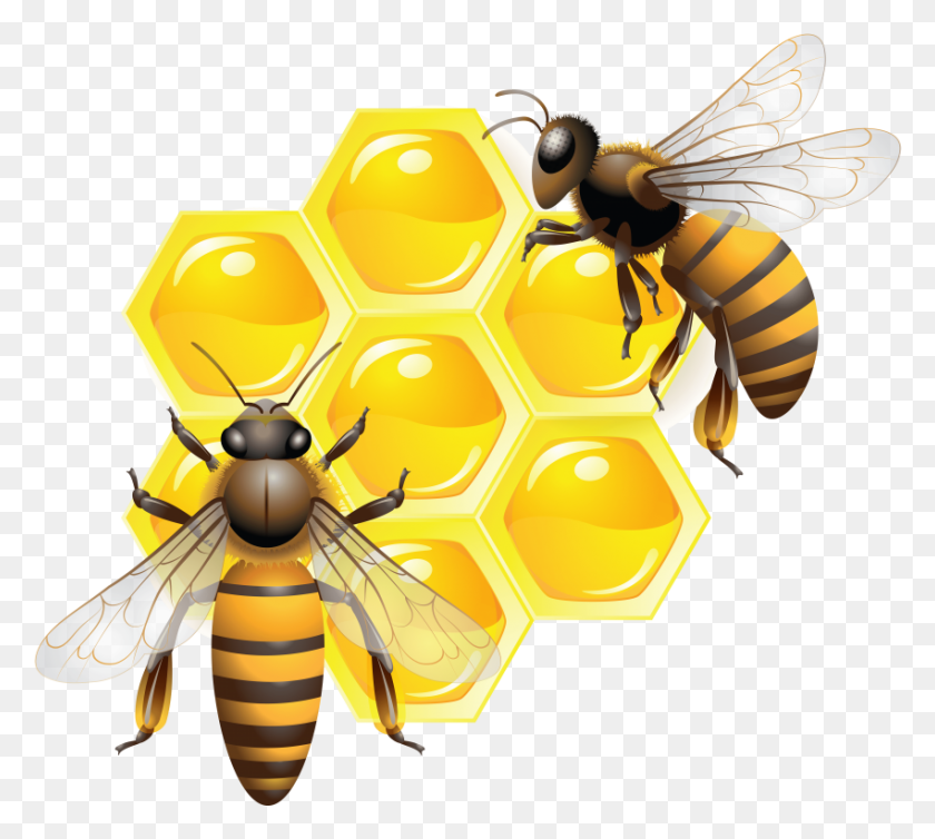 850x757 Honey Png - Honey PNG