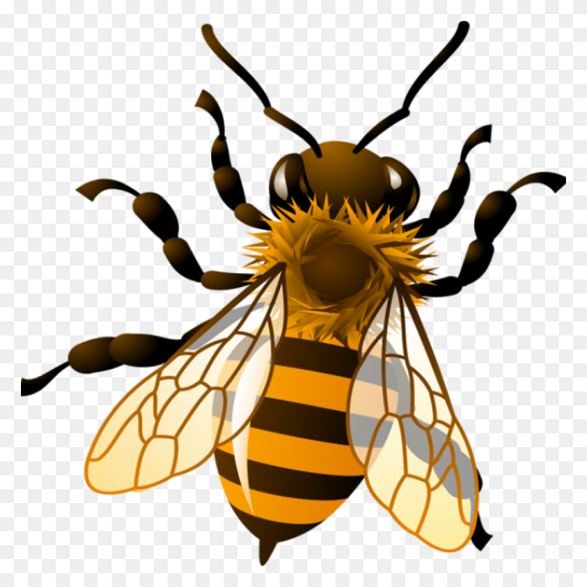 1024x1024 Honeybee Clipart Free Clipart Download - Honey Bee Clip Art
