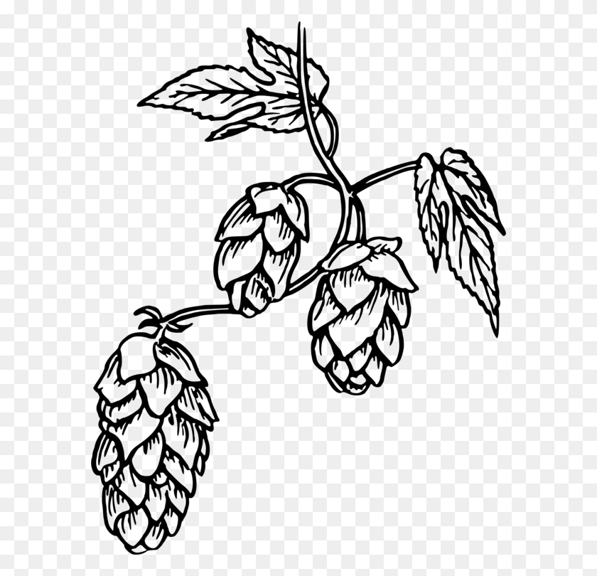 584x750 Hops Beer India Pale Ale Common Hop - Beer Hop Clipart