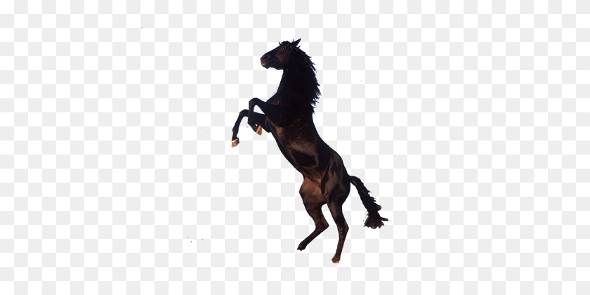 480x360 Лошадь - Мустанг Лошадь Png