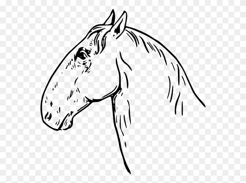 564x565 Horse Head Clip Art - Orion Clipart