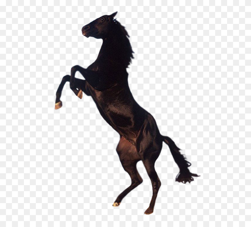 508x700 Horse Png - Mustang Horse PNG