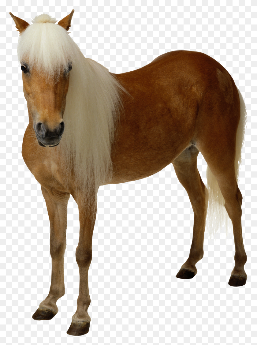 2070x2834 Horse Png Image, Free Download Picture - Horse PNG Clipart