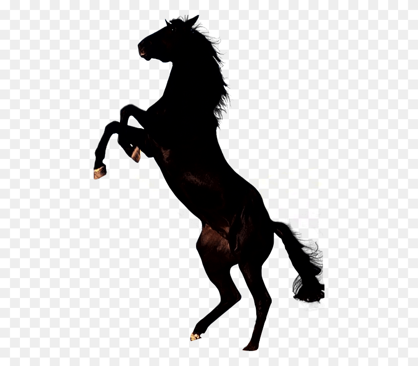 465x677 Horse Silhouette Transparent Png Clip Art Gallery - Stallion Clipart