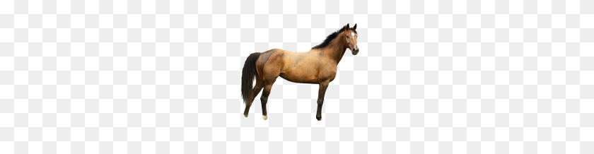 192x158 Horses - Horse PNG