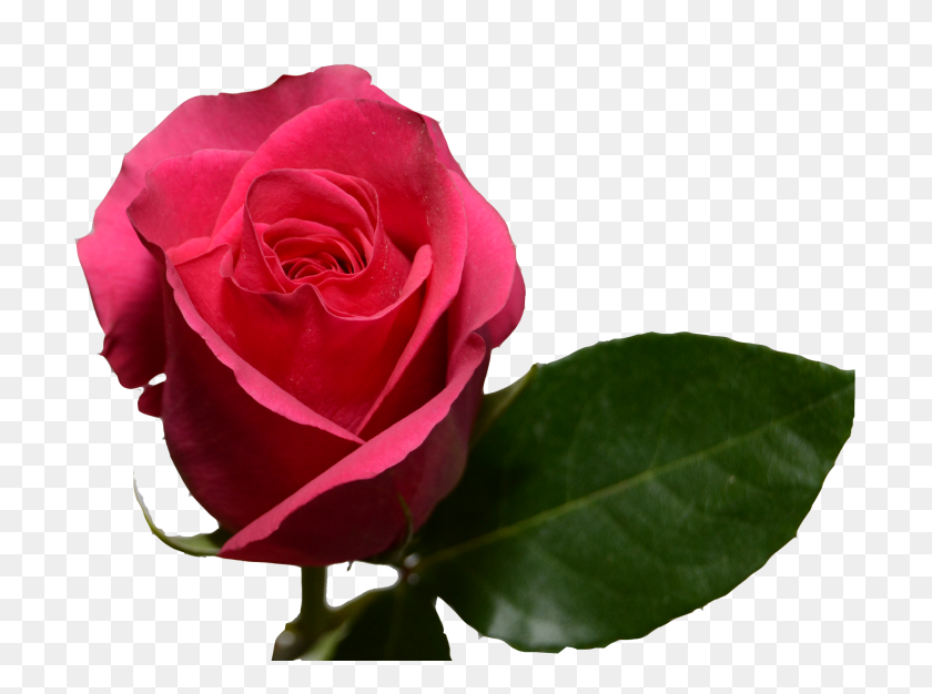 1900x1380 Rosas De Color Rosa Caliente - Pink Floyd Png