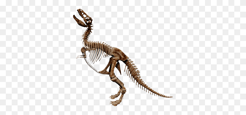 341x333 Hours Directions - Dinosaur Bones PNG