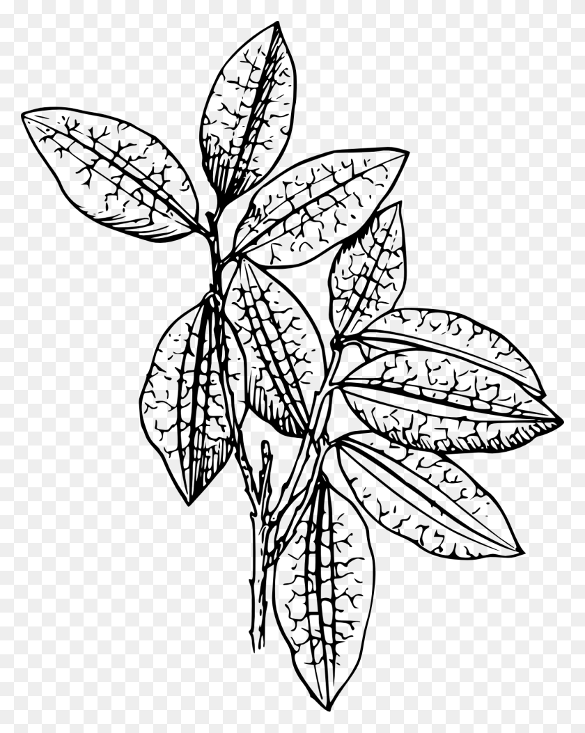 1331x1696 Клипарт Комнатное Растение Черно-Белое - Кукуруза Клипарт