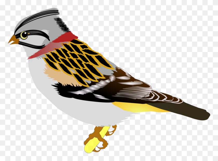 1046x750 House Sparrow Bird Vertebrate Drawing - Sparrow Clipart