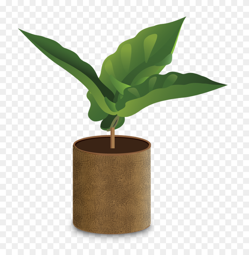 730x800 How Coffee Grows - Tall Tree PNG
