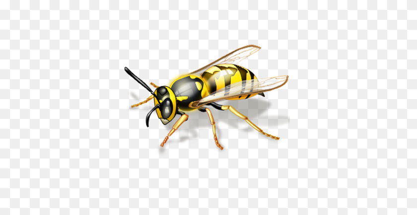 350x374 How Do I Get Rid Of Wasps Avon Pest Control - Wasp PNG