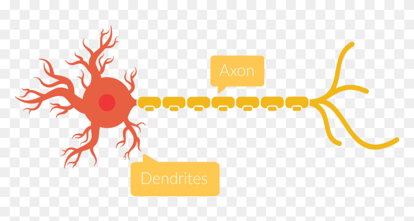 1000x500 How Learning Works The Brain Behind Medtinker - Neuron PNG