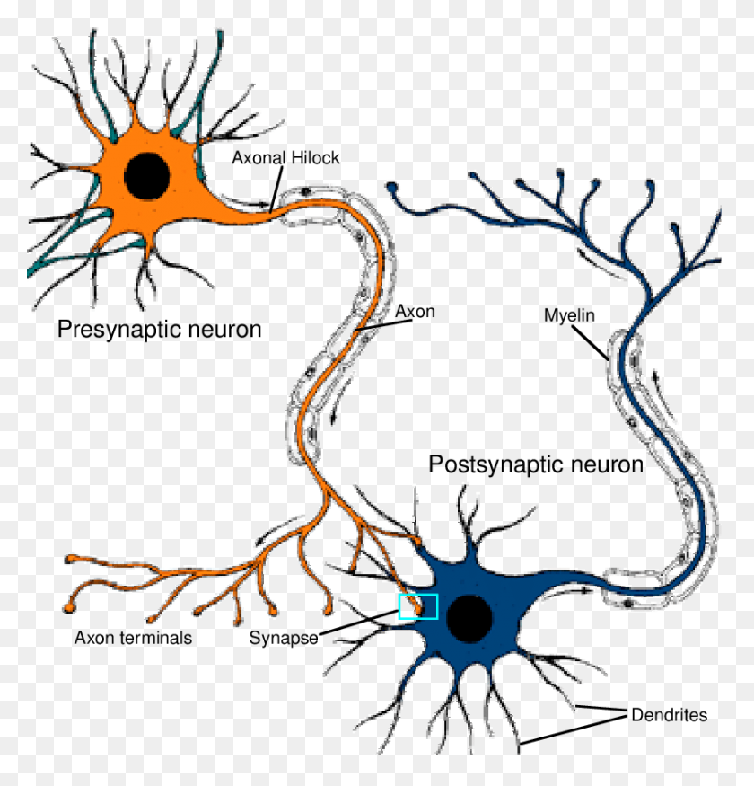 845x883 Как Связаны Нейроны Скачать Научную Схему - Нейроны Png