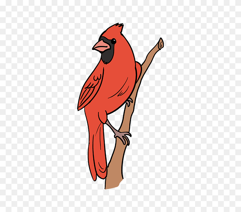 680x678 How To Draw A Cardinal Bird - Cardinal Clip Art