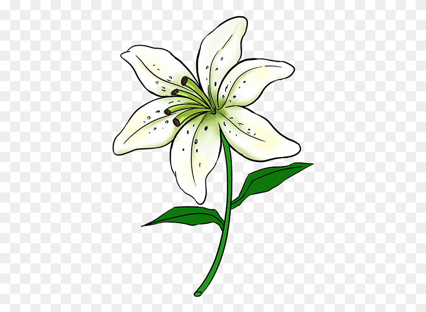 398x556 How To Draw A Lily - Lily Flower PNG