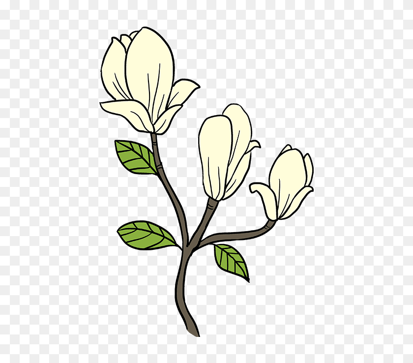 680x678 Cómo Dibujar Flores De Magnolia - Imágenes Prediseñadas De Flor De Magnolia