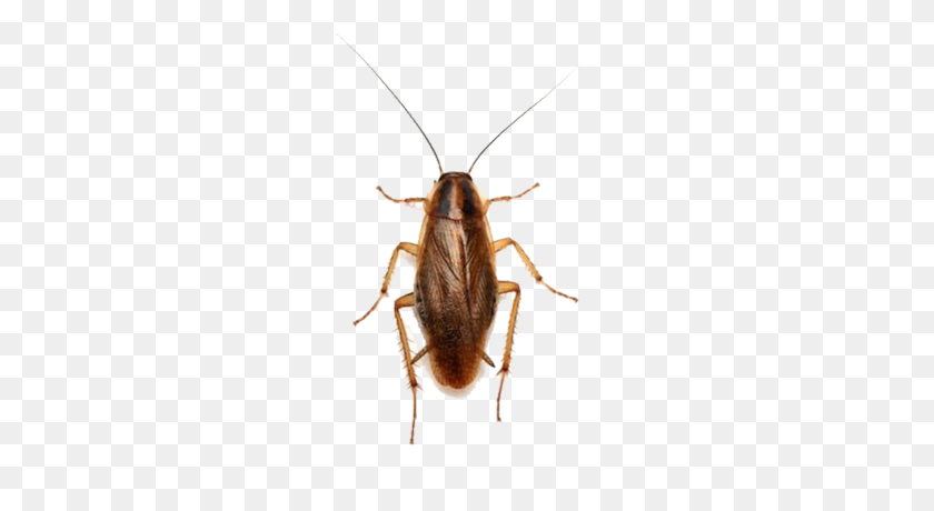 400x400 Cómo Deshacerse De Las Cucarachas Y Otros Insectos Bug Buster Hq - Roach Png