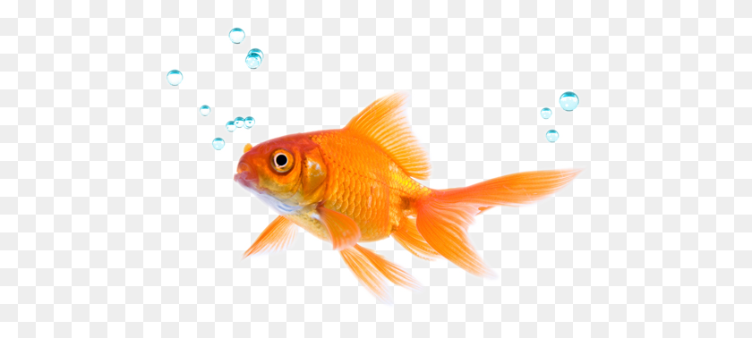 472x318 How To Play Against The Fish Who Doesn't Fold Anything - Betta Fish PNG