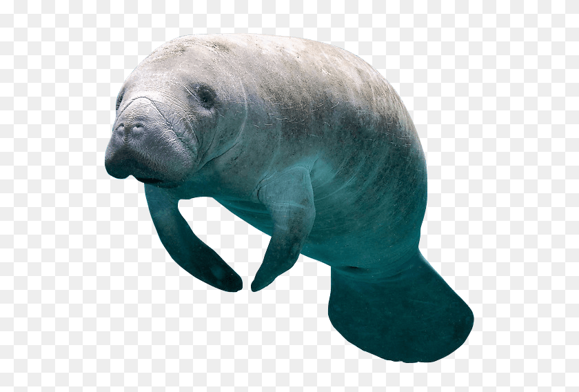 569x508 How To Swim With Manatees In Florida - Manatee PNG