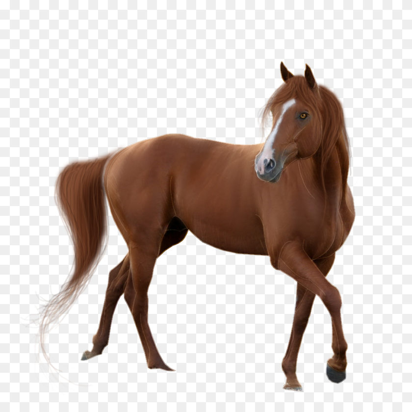 900x900 Лошадь Png Изображения