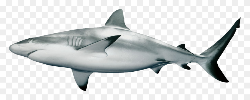 1360x487 Hq Shark Png Transparent Shark Images - Great White Shark PNG