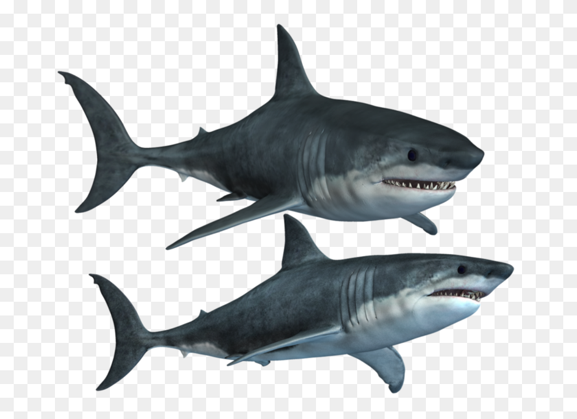 1024x724 Hq Shark Png Transparent Shark Images - Jaws PNG