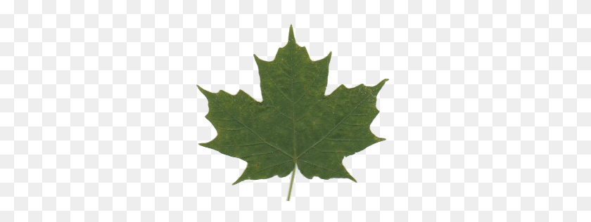 297x256 Http - Maple Syrup PNG