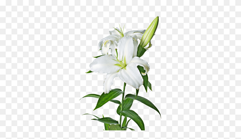 300x425 Http - Easter Lily PNG