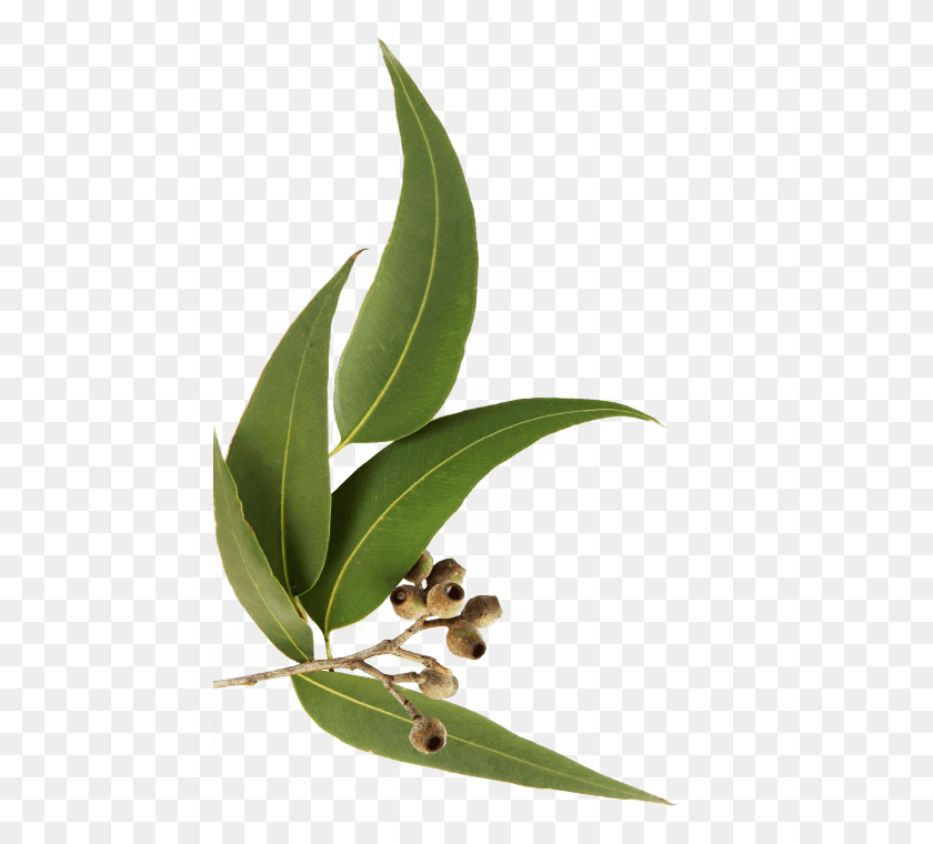 481x700 Huile Essentielle Eucalyptus Globulus Ml Espagne - Эвкалипт Png