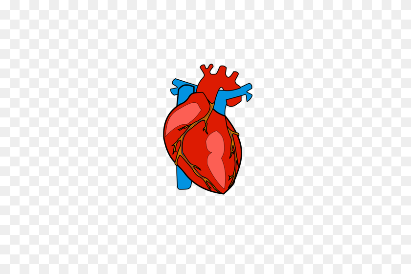 353x500 Human Anatomy Clip Art Free - Realistic Heart Clipart