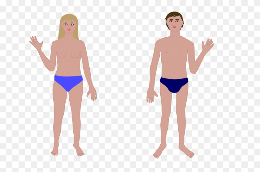 900x571 Человеческое Тело, Мужчина И Женщина Png Клипарт Для Интернета - Человеческое Тело Png