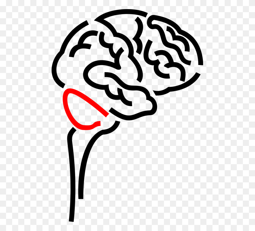 499x700 Cerebro Humano - Cerebro Vector Png