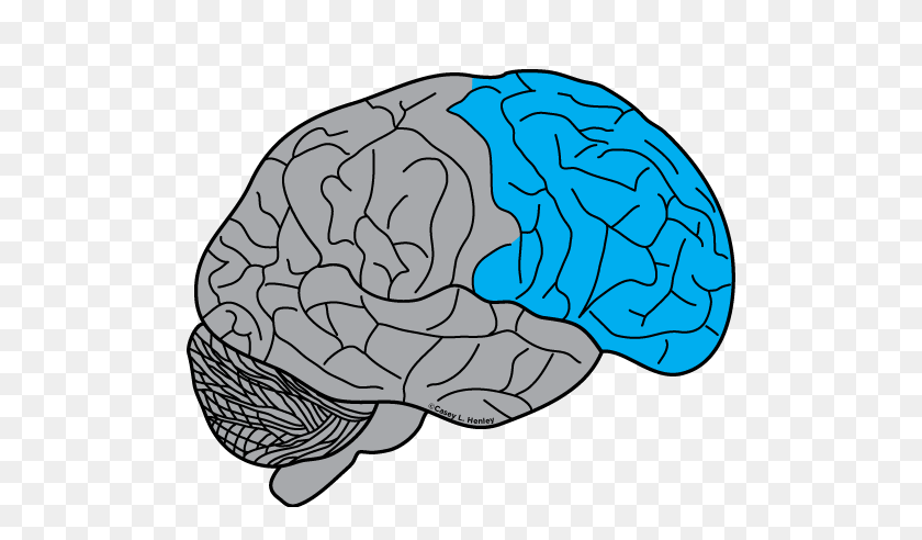 500x432 Cerebro Humano Casey Henley, Phd - Cerebro Humano Clipart