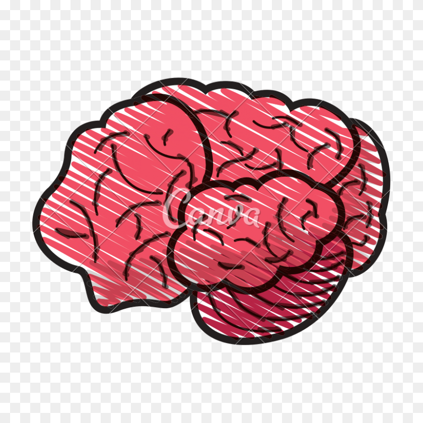 800x800 Human Brain Doodle - Human Brain PNG