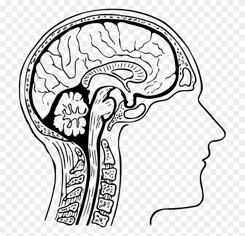 709x750 El Cerebro Humano Dibujo Diagrama Del Sistema Nervioso - Cerebro Inteligente De Imágenes Prediseñadas