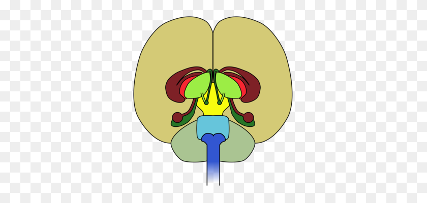 319x340 Human Brain Neuron Nervous System - Nervous System Clipart