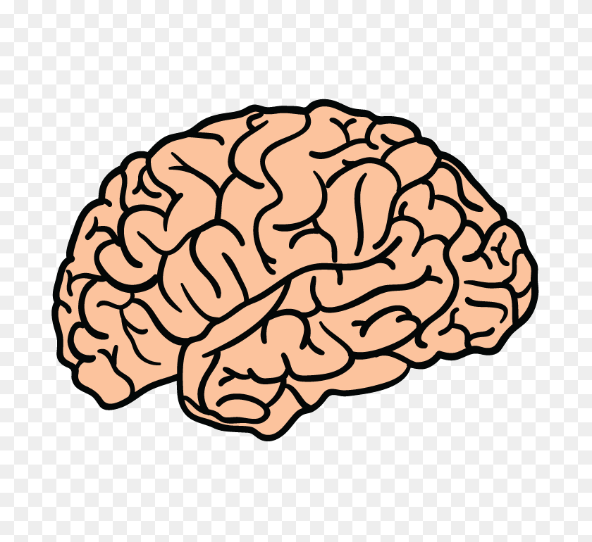 710x710 Human Brain Png - Human Brain PNG