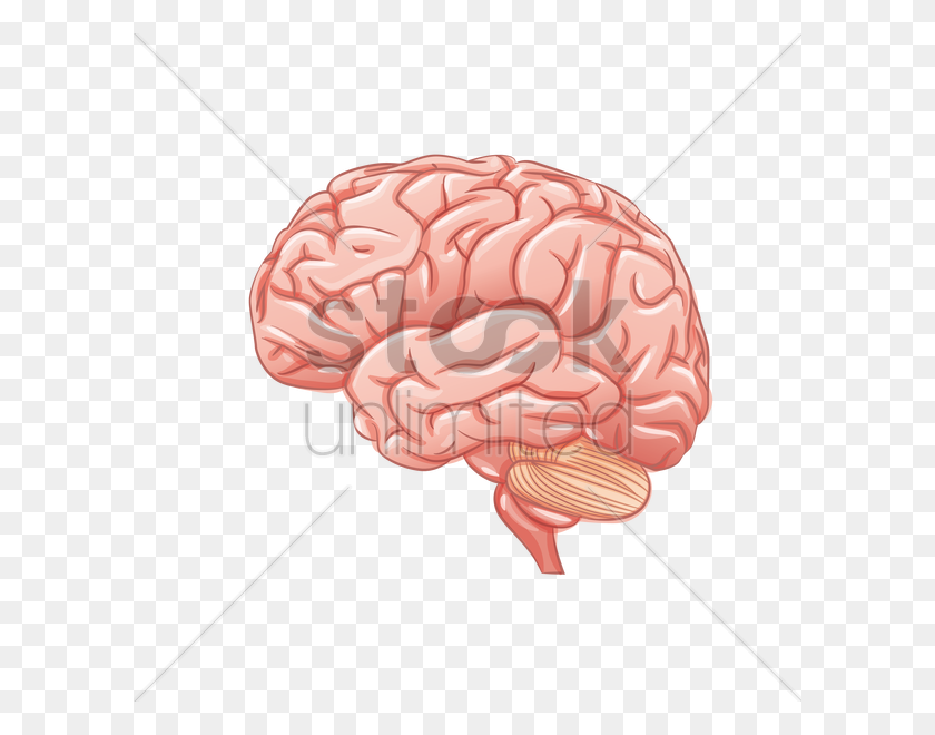600x600 Векторное Изображение Человеческого Мозга - Вектор Мозга Png