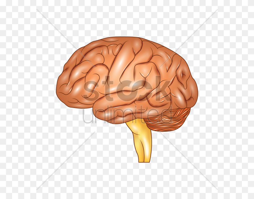 600x600 Human Brain Vector Image - Human Brain PNG