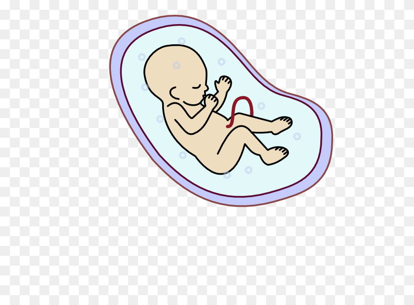 512x560 Human Embryo Clipart - Embryo Clipart