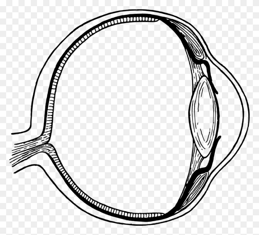 830x750 Диаграмма Человеческого Глаза Радужная Оболочка Глаза Млекопитающих - Ирис Клипарт