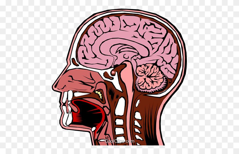 475x480 Human Head Cross Section Royalty Free Vector Clip Art Illustration - Human Brain PNG