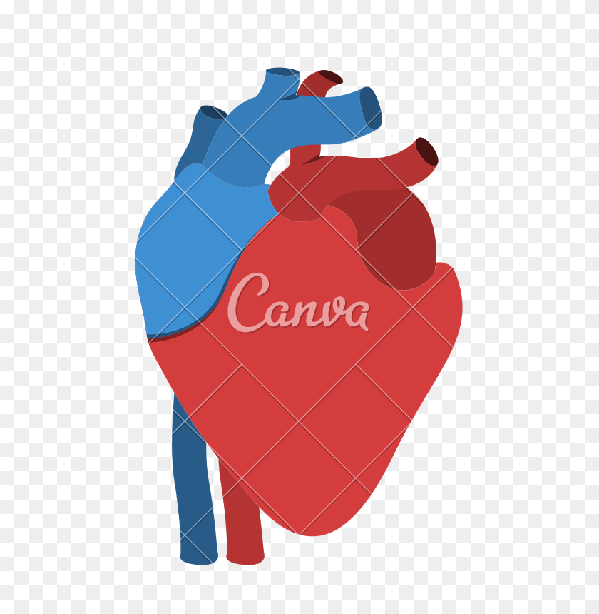 665x800 Human Heart Anatomy Isolated Icon Design - Human Heart PNG
