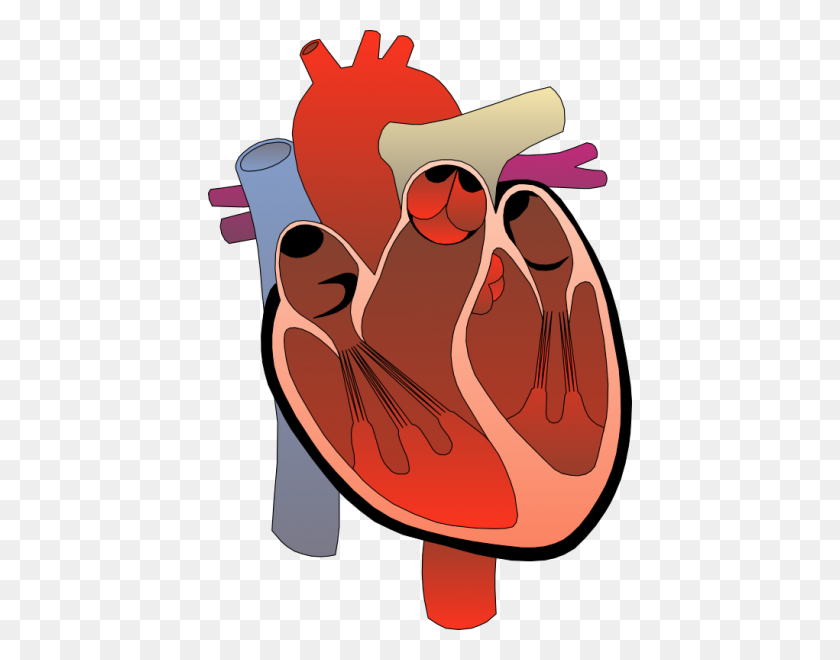 424x600 Human Heart Clip Art - Blood Vessel Clipart