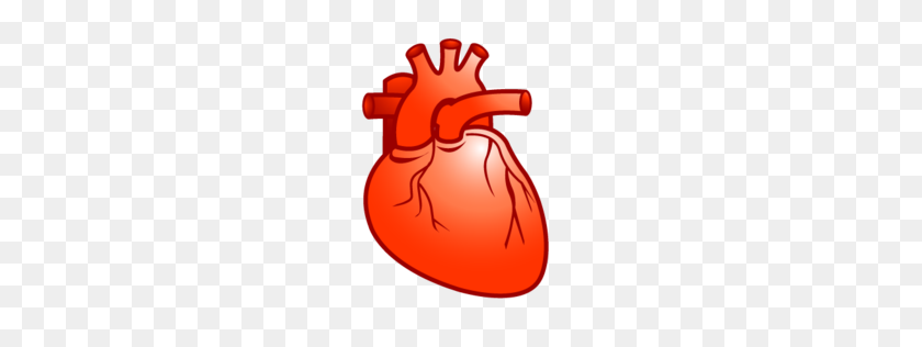256x256 Human Heart Clipart Free Clipart - Human Heart PNG