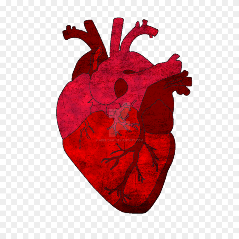 894x894 Human Heart Png - Human Heart PNG