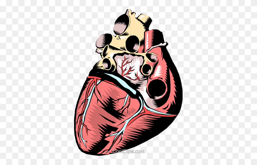 355x480 Corazón Humano Royalty Free Vector Clipart Illustration - Heart Anatomy Clipart