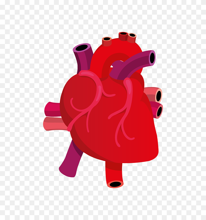 600x840 Human Heart Transparent - Human Heart PNG
